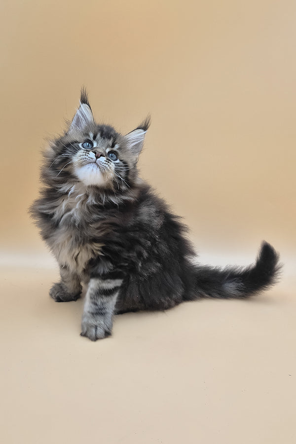 Syrko | Maine Coon Kitten