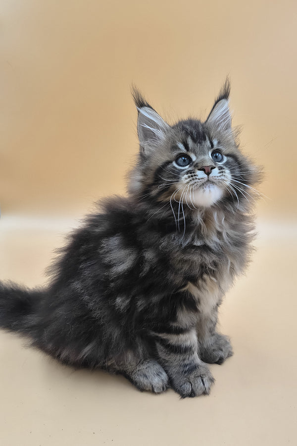 Syrko | Maine Coon Kitten