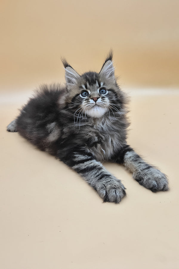 Syrko | Maine Coon Kitten