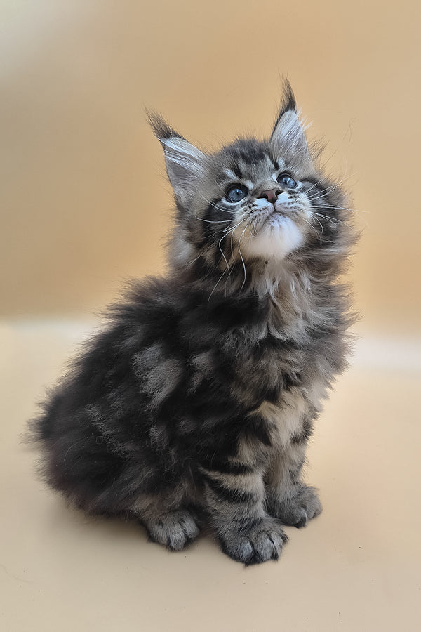Syrko | Maine Coon Kitten
