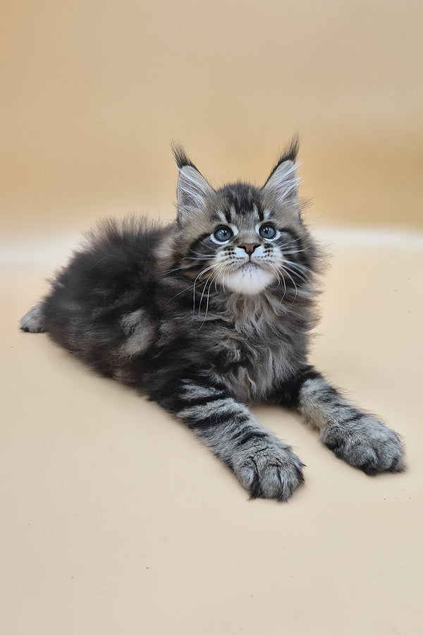 Syrko | Maine Coon Kitten