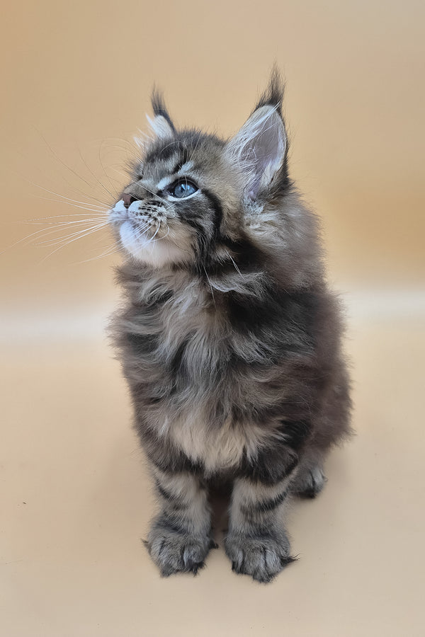 Syrko | Maine Coon Kitten