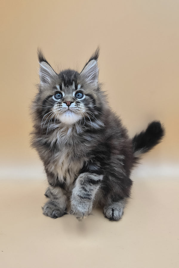 Syrko | Maine Coon Kitten