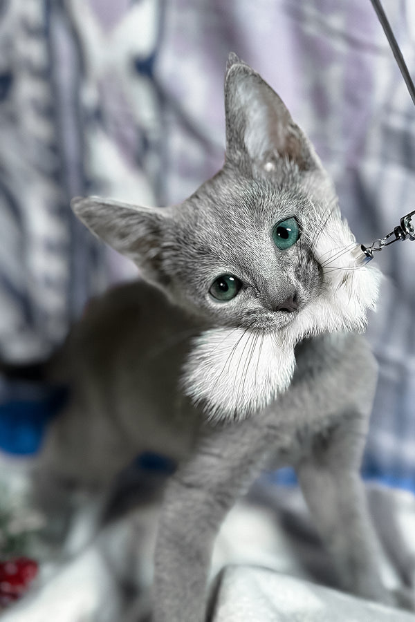Toron | Russian Blue Kitten