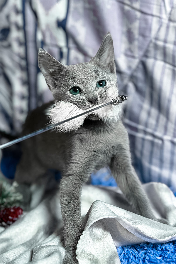 Toron | Russian Blue Kitten