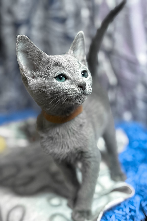 Toron | Russian Blue Kitten