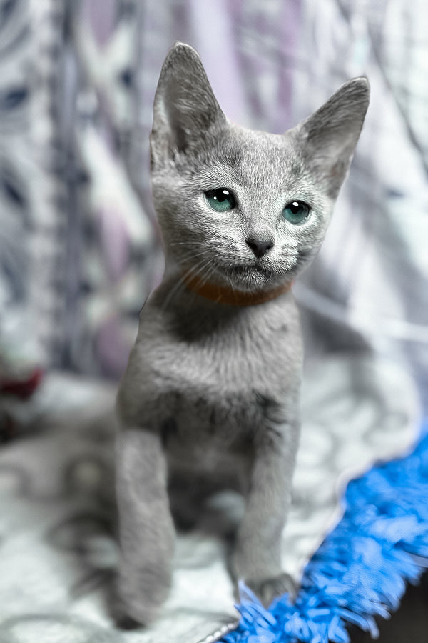 Toron | Russian Blue Kitten
