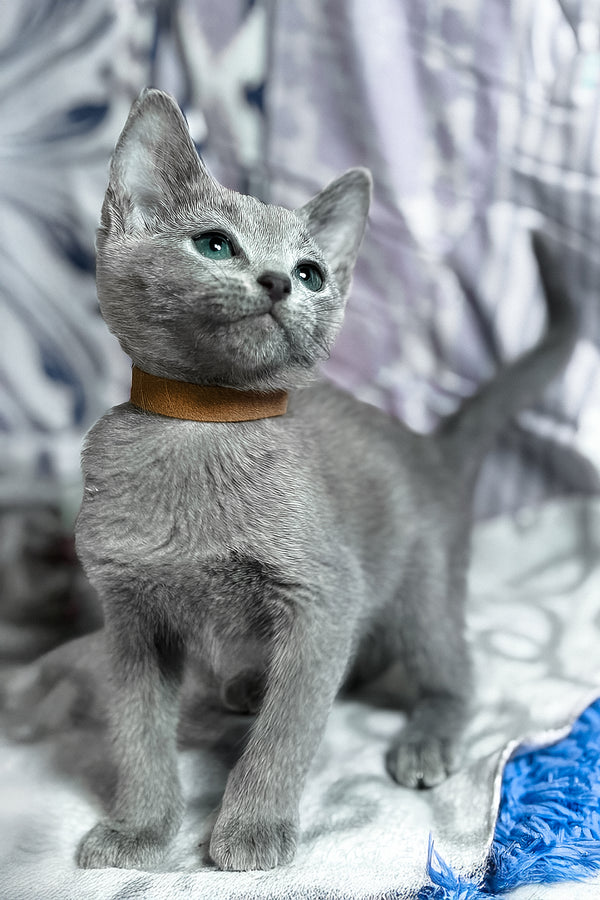 Toron | Russian Blue Kitten