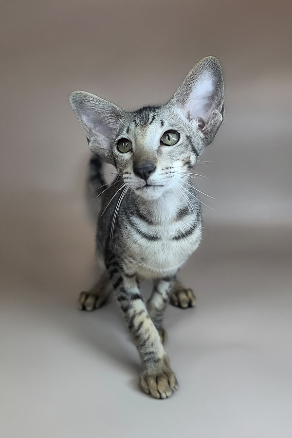 Yorick | Oriental Shorthair Kitten