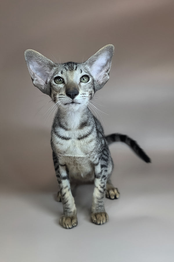 Yorick | Oriental Shorthair Kitten