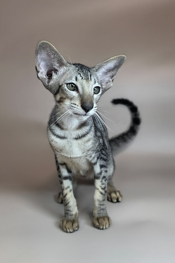 Yorick | Oriental Shorthair Kitten