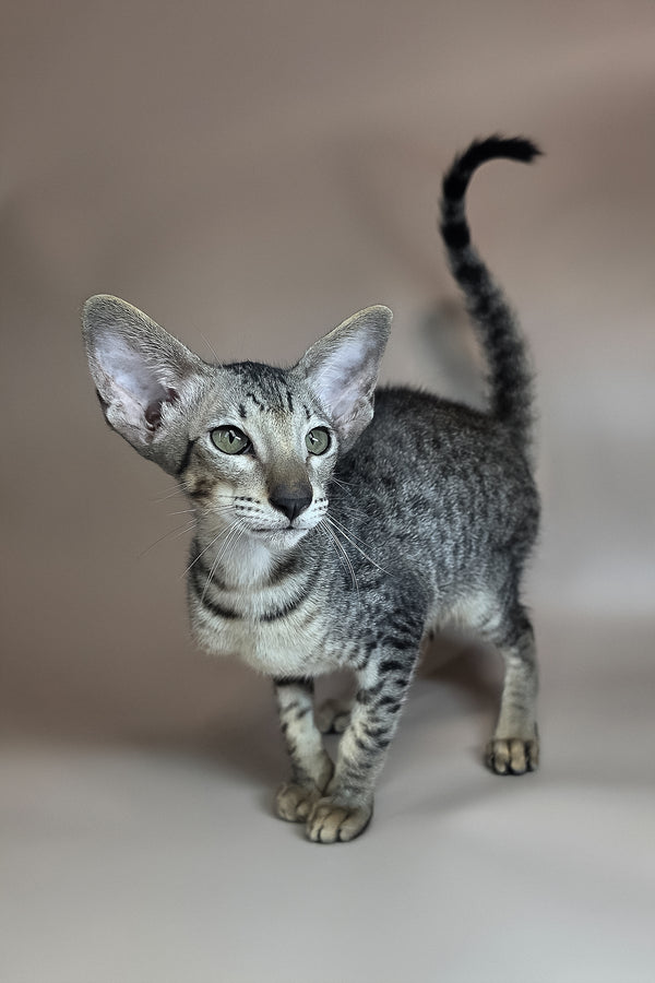 Yorick | Oriental Shorthair Kitten