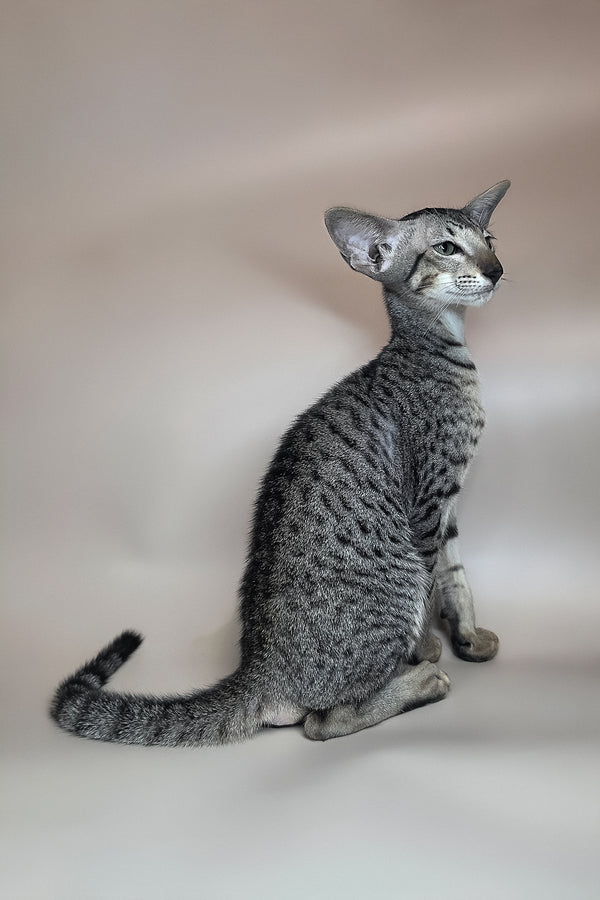 Yorick | Oriental Shorthair Kitten