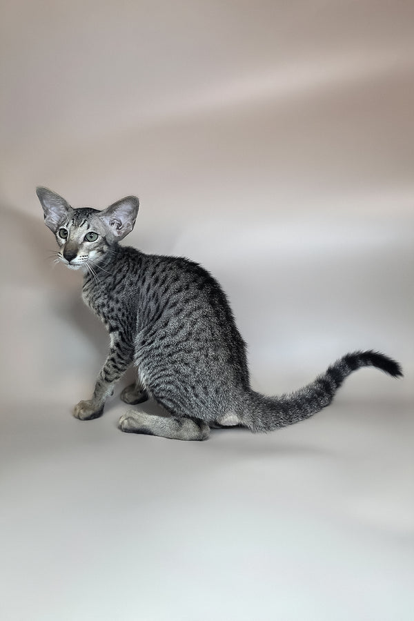 Yorick | Oriental Shorthair Kitten