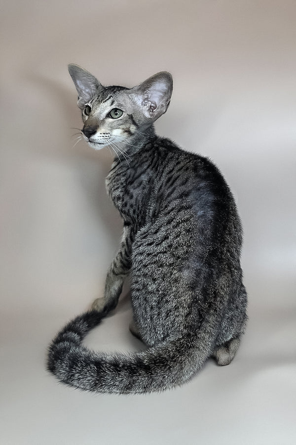 Yorick | Oriental Shorthair Kitten