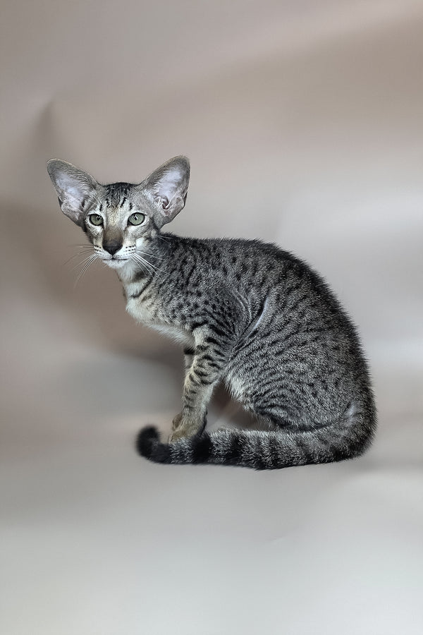 Yorick | Oriental Shorthair Kitten