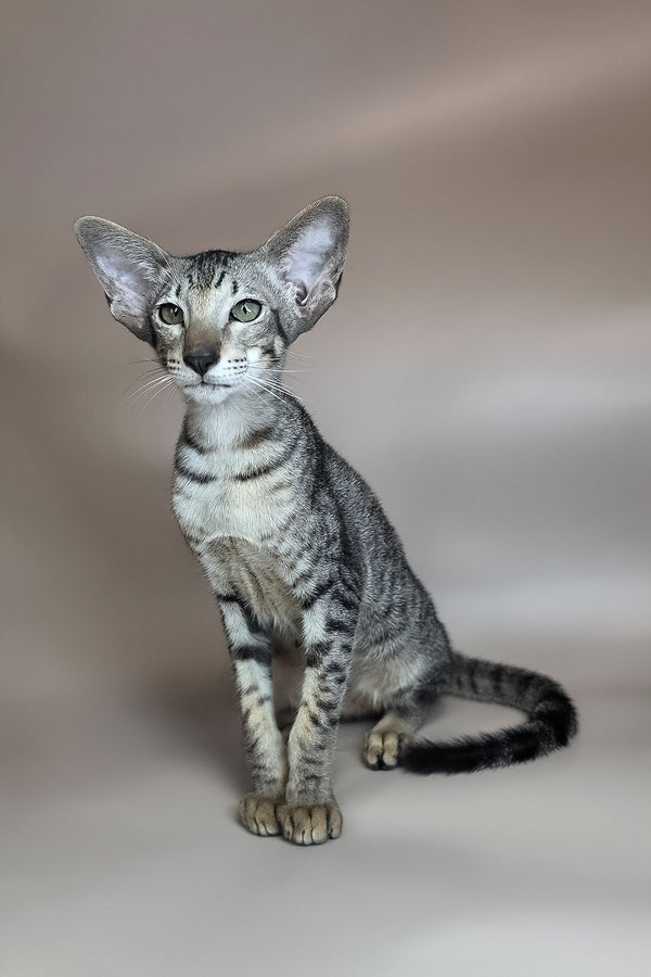 Yorick | Oriental Shorthair Kitten