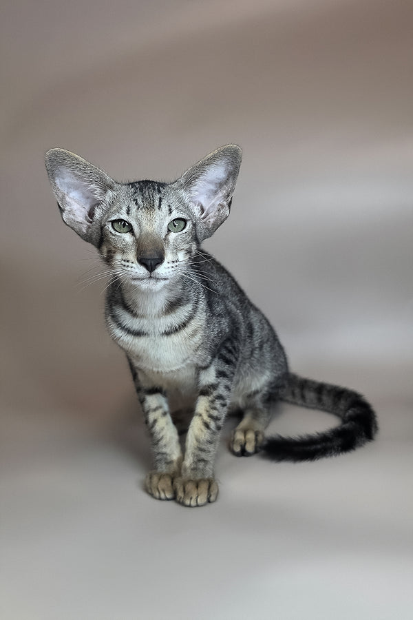 Yorick | Oriental Shorthair Kitten