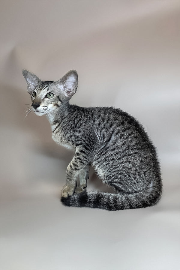 Yorick | Oriental Shorthair Kitten