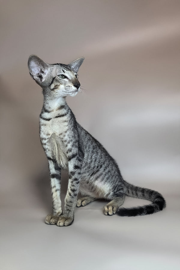 Yorick | Oriental Shorthair Kitten