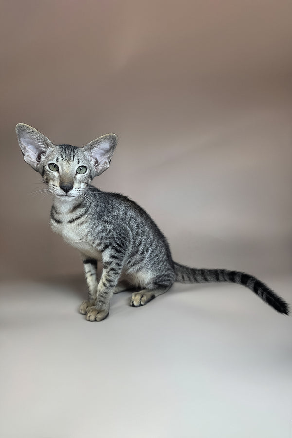 Yorick | Oriental Shorthair Kitten