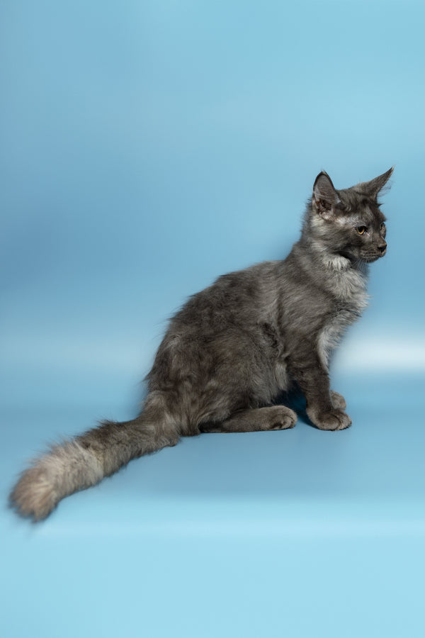 Alexander | Maine Coon Kitten