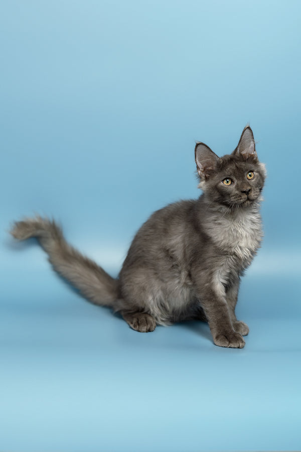 Alexander | Maine Coon Kitten