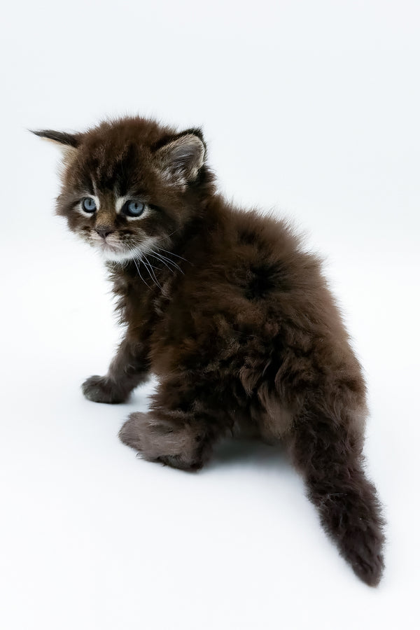 Bambey | Maine Coon Kitten