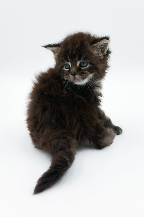 Bambey | Maine Coon Kitten