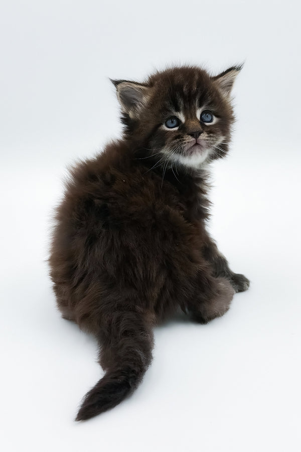 Bambey | Maine Coon Kitten