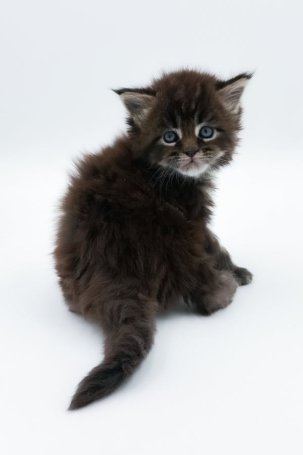 Bambey | Maine Coon Kitten
