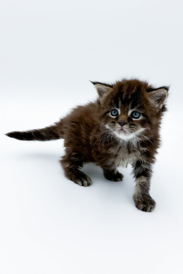 Bambey | Maine Coon Kitten