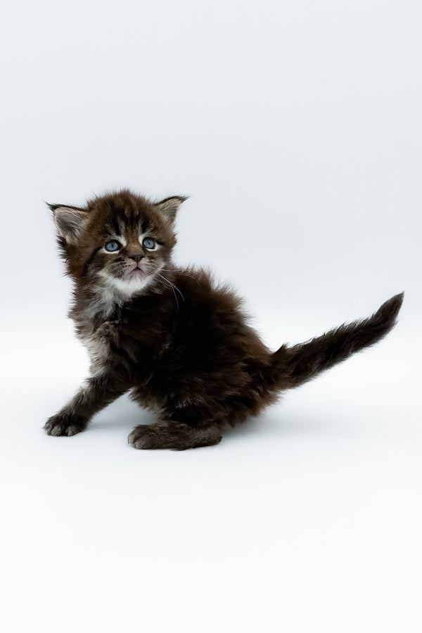 Bambey | Maine Coon Kitten