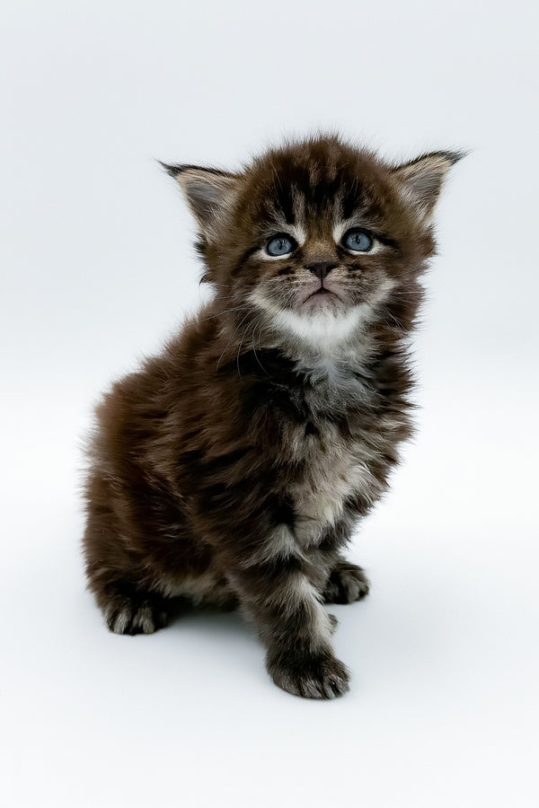 Bambey | Maine Coon Kitten