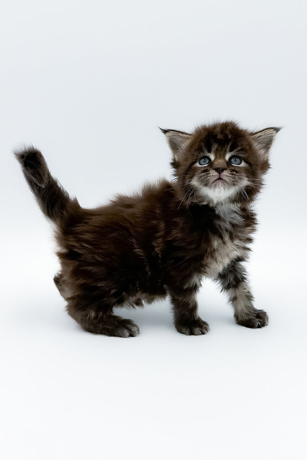 Bambey | Maine Coon Kitten