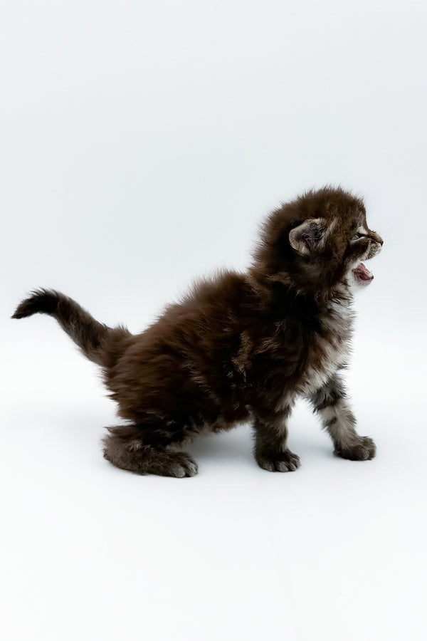 Bambey | Maine Coon Kitten