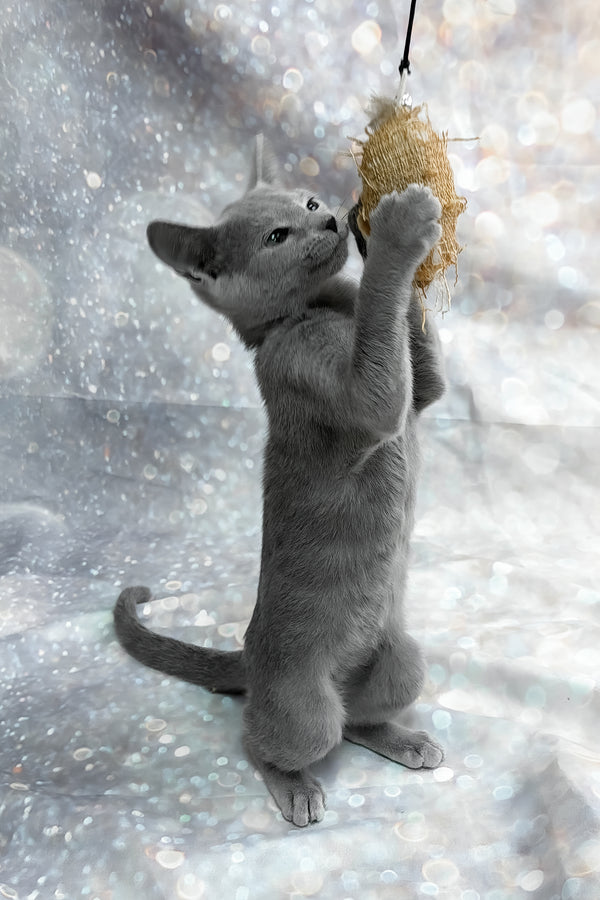 Universe | Russian Blue Kitten