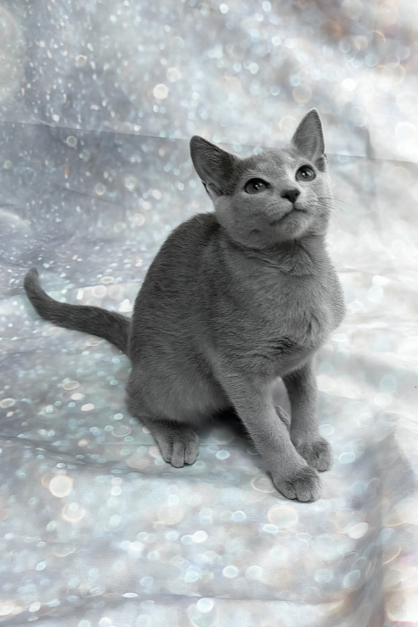 Universe | Russian Blue Kitten