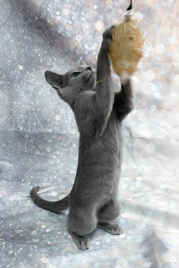 Universe | Russian Blue Kitten