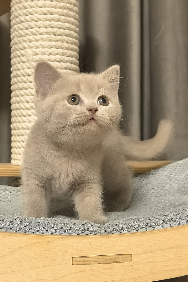 Lima | British Shorthair Kitten