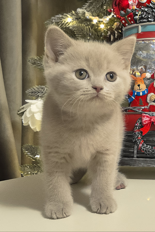 Lima | British Shorthair Kitten
