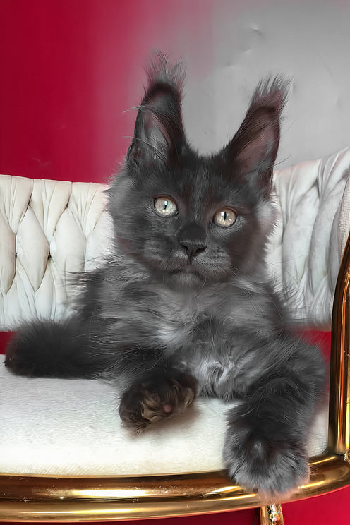 Unicum | Maine Coon Kitten