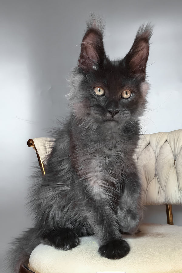 Unicum | Maine Coon Kitten