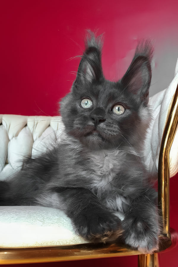 Unicum | Maine Coon Kitten