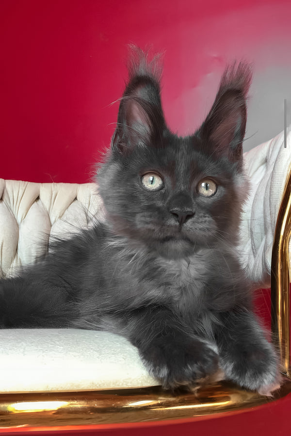Unicum | Maine Coon Kitten