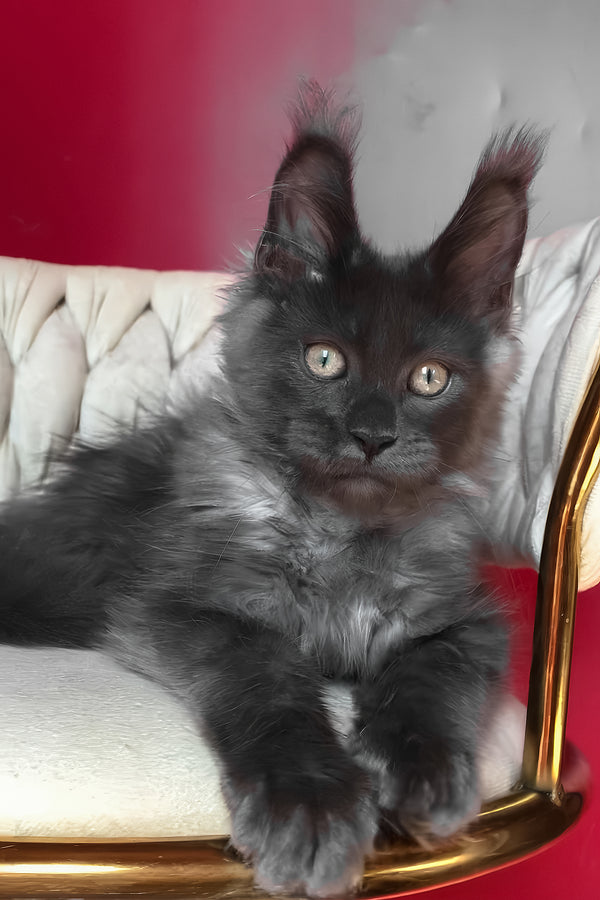 Unicum | Maine Coon Kitten