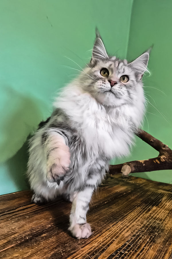 Koko | Maine Coon Kitten