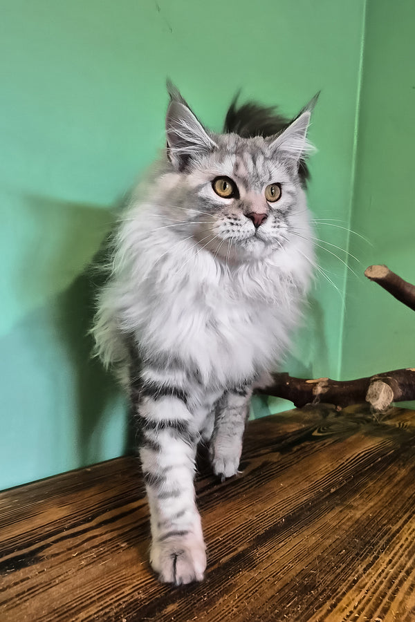 Koko | Maine Coon Kitten
