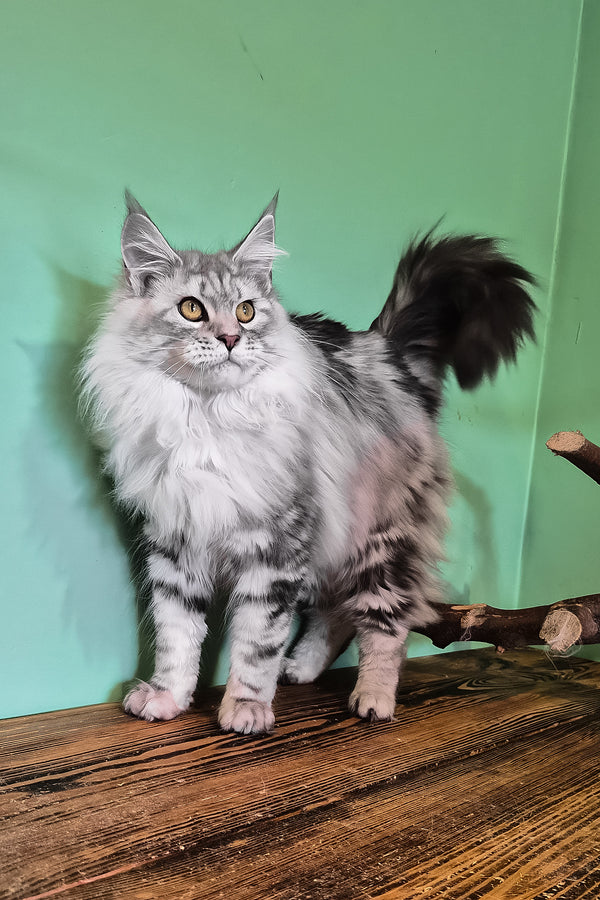 Koko | Maine Coon Kitten