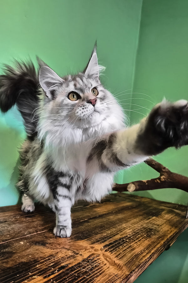 Koko | Maine Coon Kitten